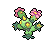 Maractus